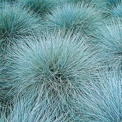 Carbeth plants blue for sale  Delivered anywhere in UK