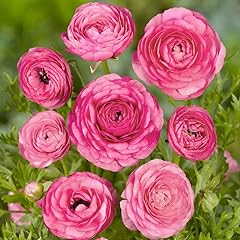 Pink ranunculus bulbs for sale  Delivered anywhere in USA 