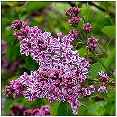 Sensation syringa vulgaris for sale  Delivered anywhere in UK