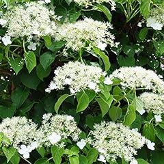 Hydrangea petiolaris plant for sale  Delivered anywhere in UK