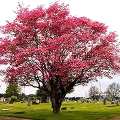 Red flowering dogwood for sale  Delivered anywhere in USA 