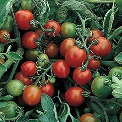 Tomato red alert for sale  Delivered anywhere in UK