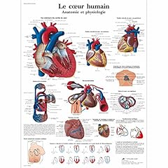 Scientific modèle anatomique d'occasion  Livré partout en France