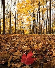 Red autumn leaf for sale  Delivered anywhere in USA 
