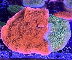 Live saltwater coral for sale  Delivered anywhere in USA 