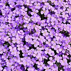 Aubrieta seeds false for sale  Delivered anywhere in USA 