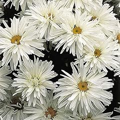 Leucanthemum crazy daisy for sale  Delivered anywhere in UK