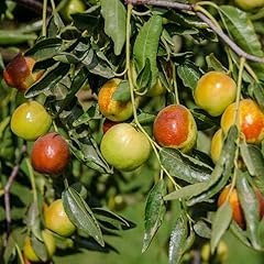 9eztropical jujube honey for sale  Delivered anywhere in USA 