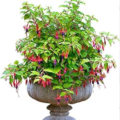 Fuchsia genii outdoor for sale  Delivered anywhere in UK