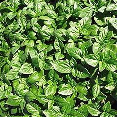 Herb basil british for sale  Delivered anywhere in UK