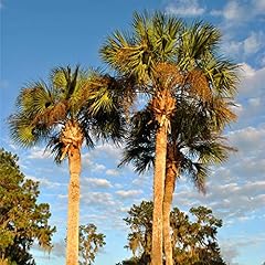 Semi washingtonia robusta usato  Spedito ovunque in Italia 