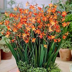 Gardenersdream crocosmia carmi for sale  Delivered anywhere in UK