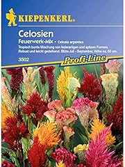 Celosia feuerwerk mix gebraucht kaufen  Wird an jeden Ort in Deutschland