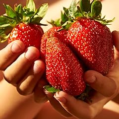 Garden strawberry plants for sale  Delivered anywhere in Ireland