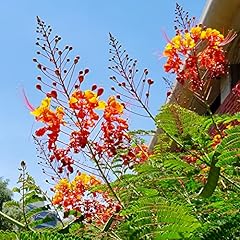 Qauzuy garden red for sale  Delivered anywhere in USA 