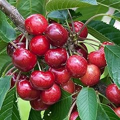 Cherry stella tree for sale  Delivered anywhere in Ireland