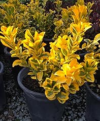 Japanese euonymus aureo for sale  Delivered anywhere in USA 