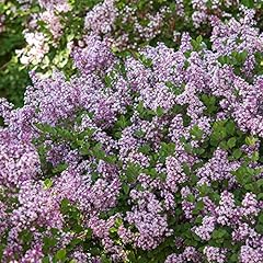 Syringa miss kim for sale  Delivered anywhere in UK