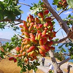 Pistachios tree pcs for sale  Delivered anywhere in USA 
