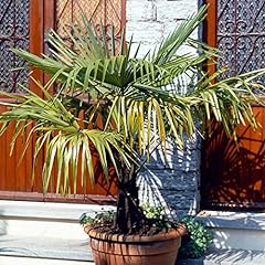 Trachycarpus fortunei chusan for sale  Delivered anywhere in Ireland