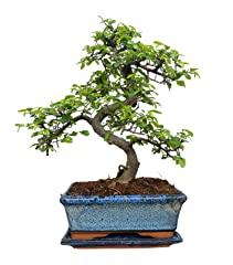 Chinese elm bonsai for sale  Delivered anywhere in UK