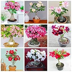 Seeds. desert roses for sale  Delivered anywhere in UK