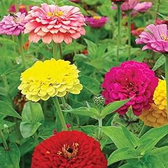 Zinnia elegans giant for sale  Delivered anywhere in UK
