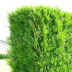 Thuja atrovirens 9cm for sale  Delivered anywhere in Ireland