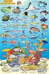 Bonaire reef creatures for sale  Delivered anywhere in USA 