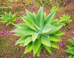 Rare foxtail agave for sale  Delivered anywhere in USA 