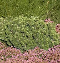 Krummholz kiefer 30cm gebraucht kaufen  Wird an jeden Ort in Deutschland