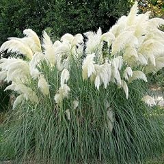 Approx seeds pampas for sale  Delivered anywhere in UK