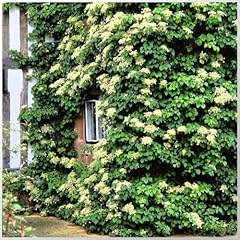 Climbing hydrangea anomala for sale  Delivered anywhere in UK