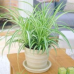 Chlorophytum variegatum evergr for sale  Delivered anywhere in UK