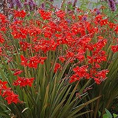 Crocosmia fairy crimson for sale  Delivered anywhere in UK