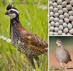 Northern bobwhite quail for sale  Delivered anywhere in USA 