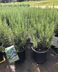 Pixies gardens tuscan for sale  Delivered anywhere in USA 
