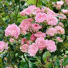 Garden polyantha rose for sale  Delivered anywhere in UK