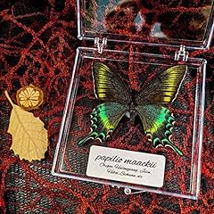 Real taxidermy butterfly for sale  Delivered anywhere in USA 