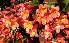 Live plant bignonia for sale  Delivered anywhere in USA 