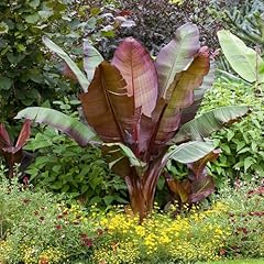 Yougarden red abysinnian for sale  Delivered anywhere in UK
