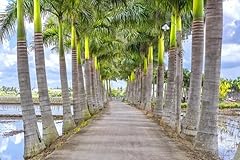 Florida royal palm for sale  Delivered anywhere in USA 