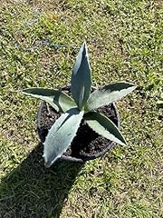 Live blue agave for sale  Delivered anywhere in USA 