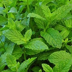 Clovers garden mojito for sale  Delivered anywhere in USA 