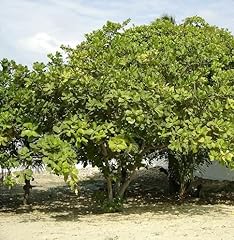 Graines fraîches anacardier d'occasion  Livré partout en France