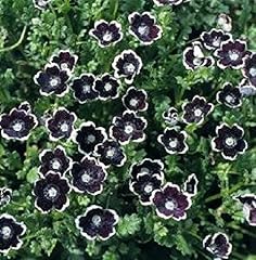 300 nemophila menziesii for sale  Delivered anywhere in UK