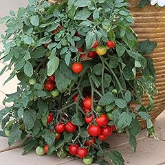 Balcony red cherry for sale  Delivered anywhere in UK