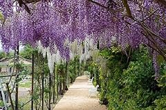 Wisteria flower seeds for sale  Delivered anywhere in UK