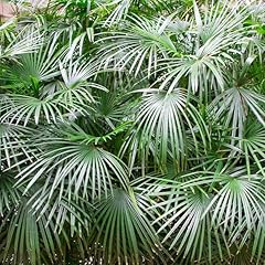 Brighter blooms needle for sale  Delivered anywhere in USA 