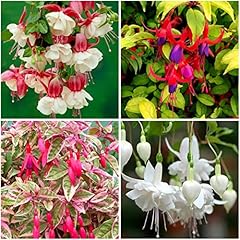 Growon shrubs hardy for sale  Delivered anywhere in UK